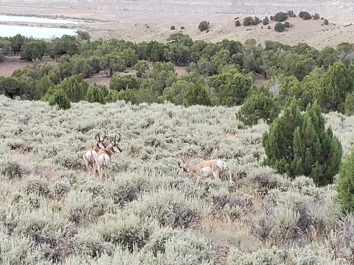 Antelope Flat Campground 9