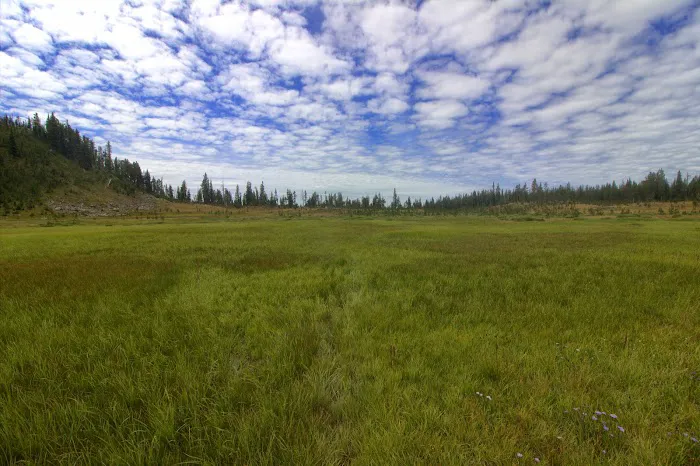 Douglas Knob Meadow 1
