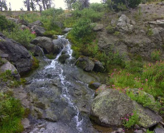 Douglas Knob Meadow