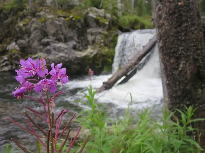 Firehole Falls Campground 3