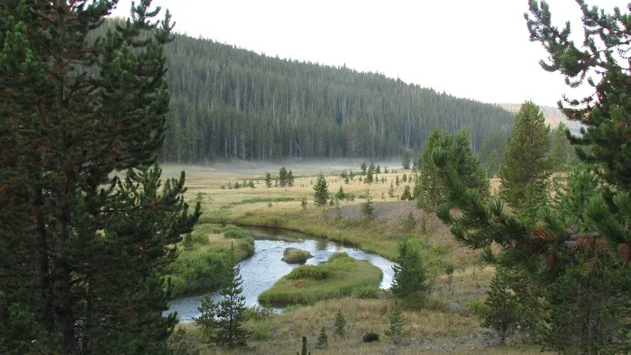 Moose Creek Meadow 0