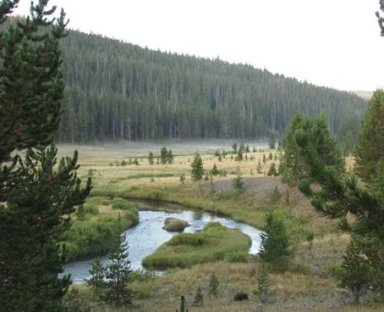 Moose Creek Meadow