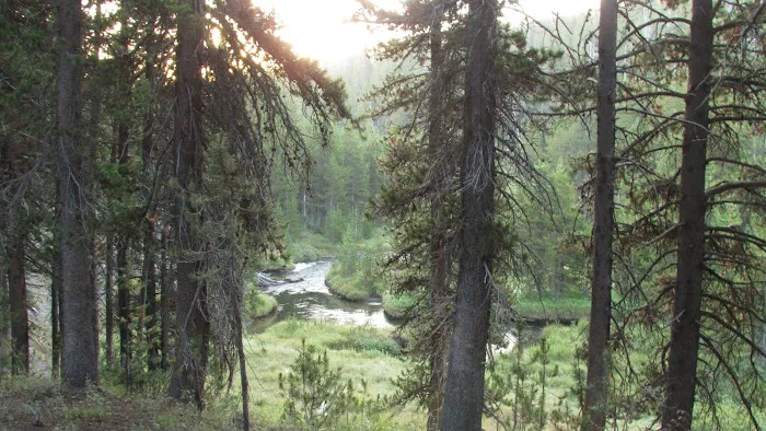 Moose Creek Meadow 1
