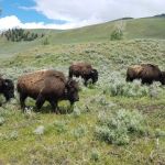 Tower Fall Campground