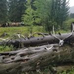 Upper Slough Creek 2S8