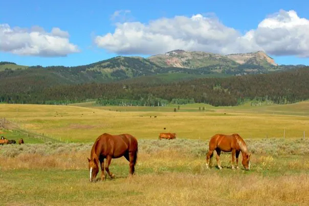 Yellowstone Park / West Gate KOA Holiday 6