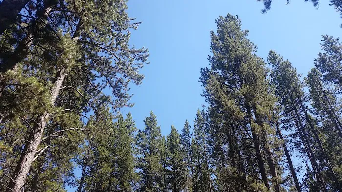 Rainbow Point Campground 7
