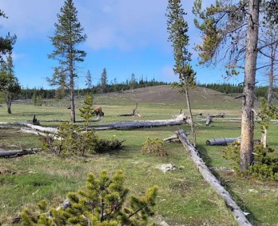 Sentinel Meadows East