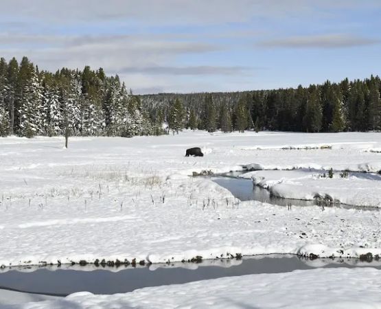 Norris Meadows 4F1