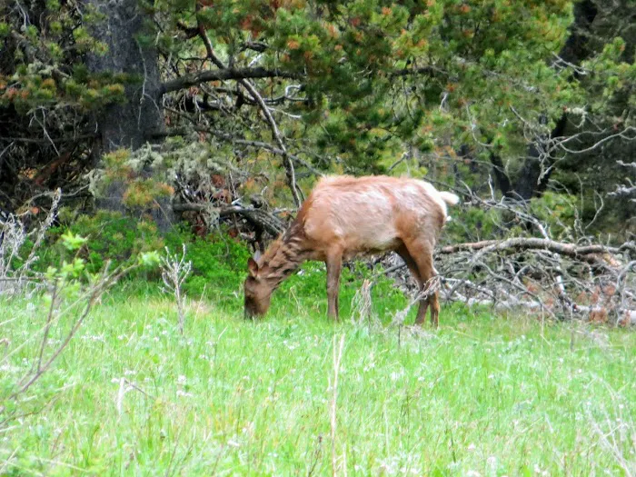 Beaver Creek Campground 7