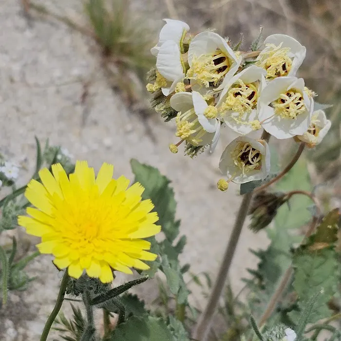 Arroyo Salado Campground 0