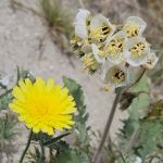 Arroyo Salado Campground