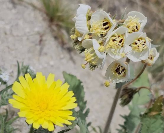Arroyo Salado Campground
