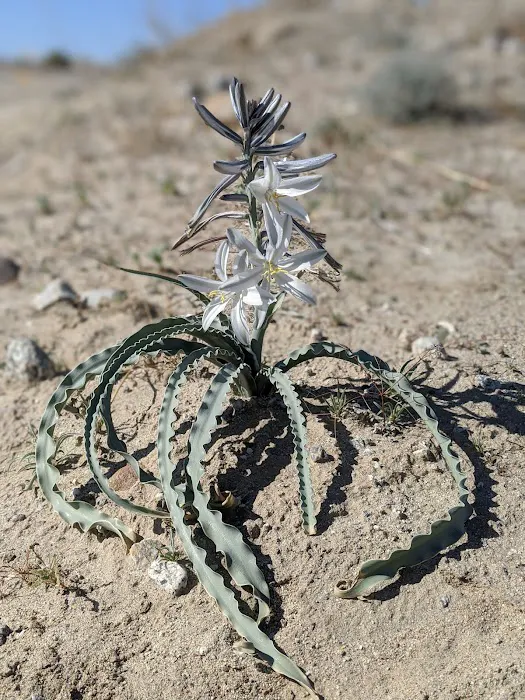 Arroyo Salado Campground 6
