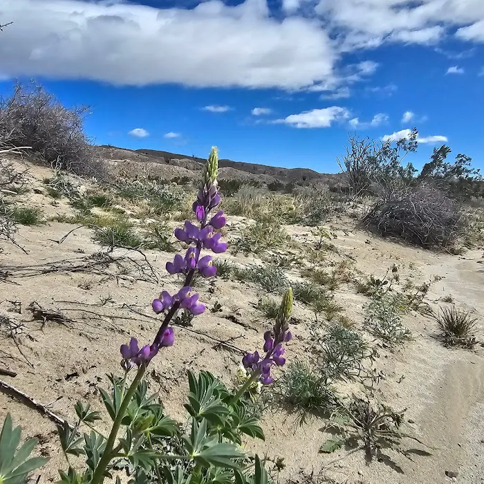 Arroyo Salado Campground 4