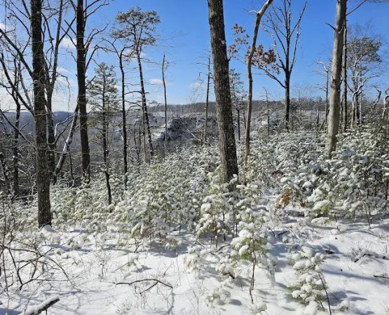 Woodland Parking Lot