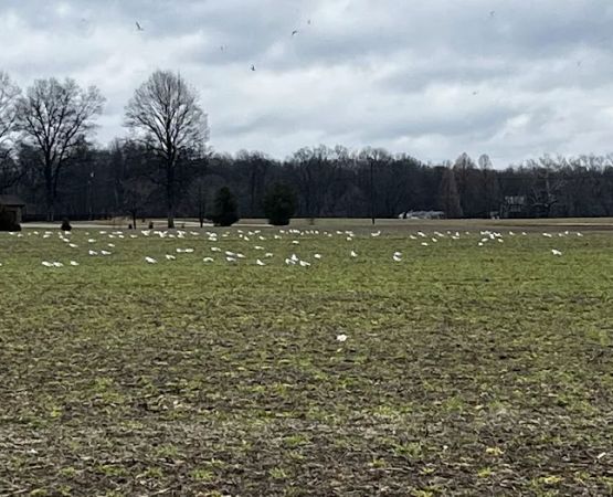 Norman Conservation Club