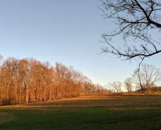 Camp Swallowtail