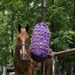Deam Lake Horse Campground