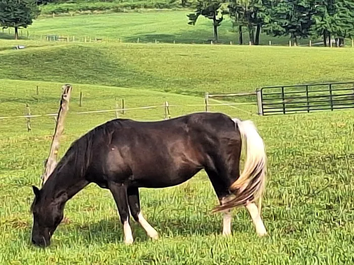 Noble Pine Cabins, Glamping, & Horse Camp 7