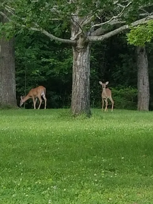 Moutardier Campground 5
