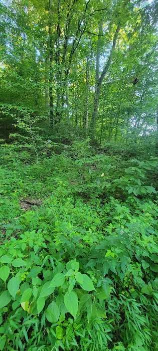 Second Creek Campground 7