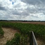 Todd Family Fun Farm & Corn Maze