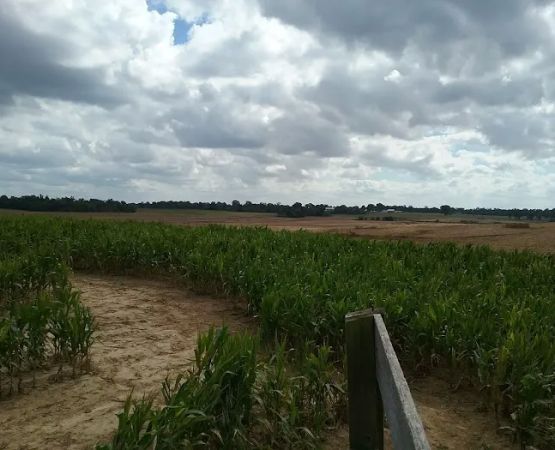 Todd Family Fun Farm & Corn Maze