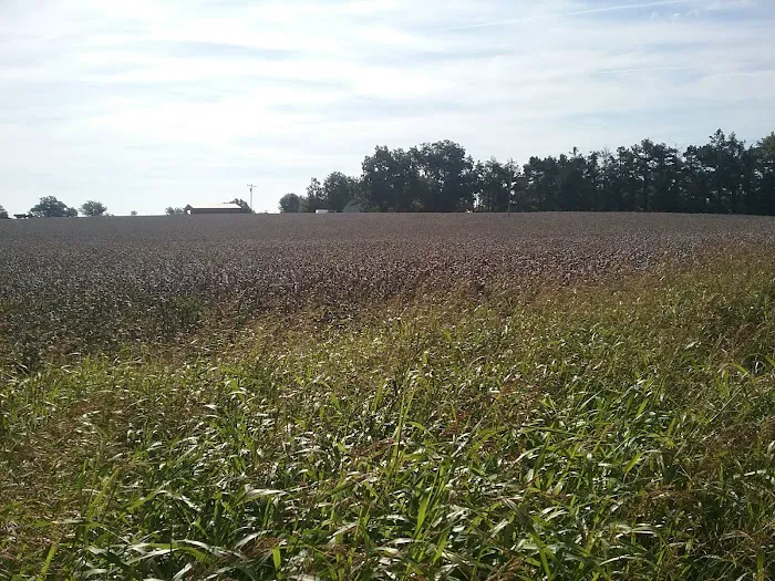 Todd Family Fun Farm & Corn Maze 6
