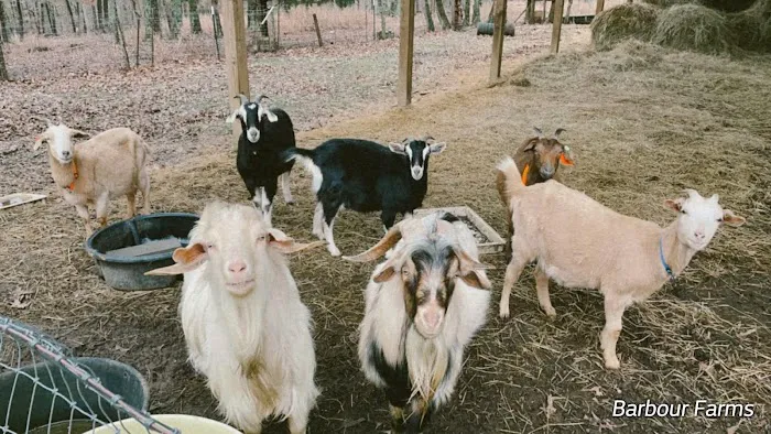 Barbour Farms 5