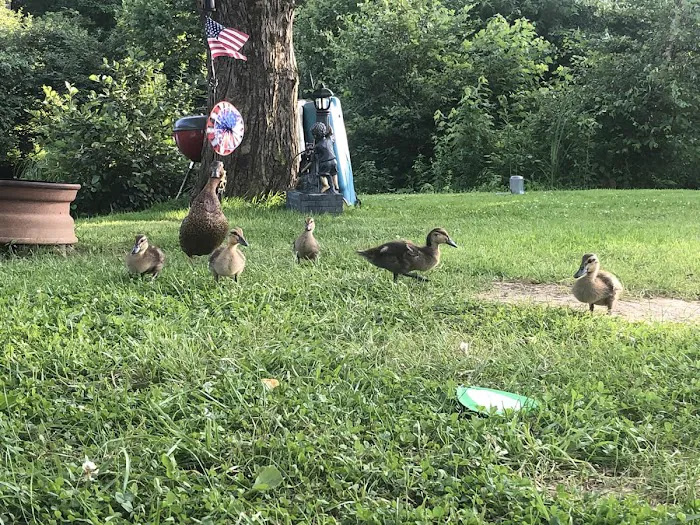 Little Bear Island Campground 2