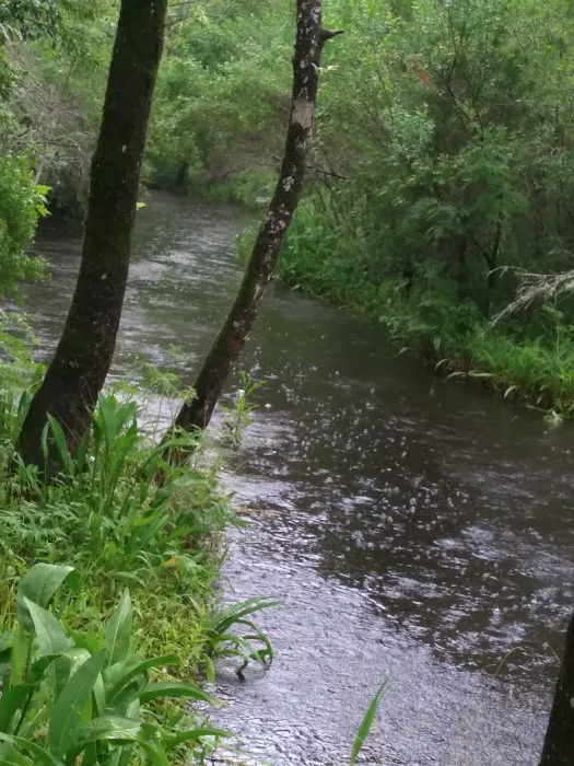 Hawkins Creek Campground 8