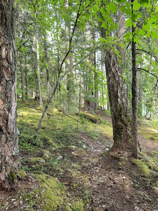 McMillan Campground 8