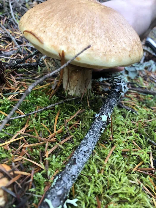 Cold Creek Campground 6