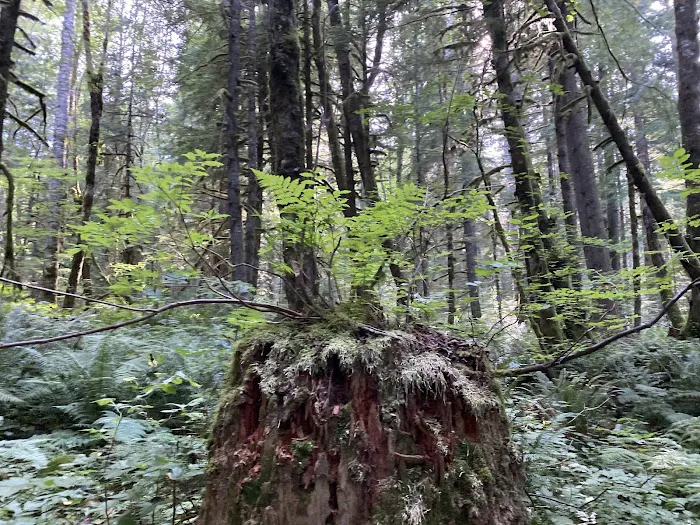 Tinkham Campground 2