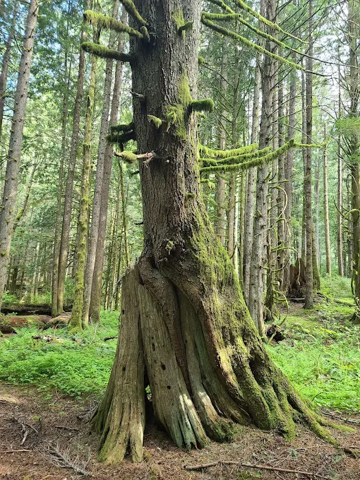 Tinkham Campground 6