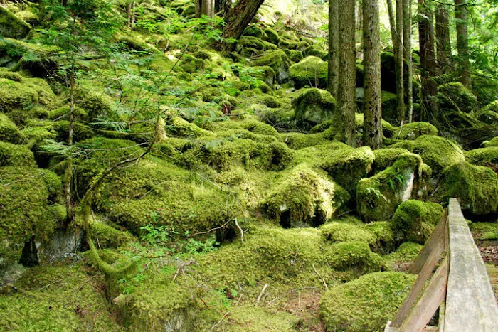 Newhalem Creek Campground 0