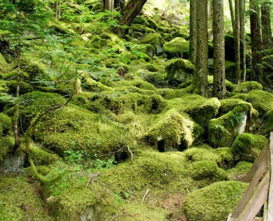 Newhalem Creek Campground