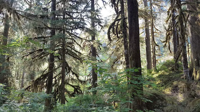 Mineral Park Campground 4