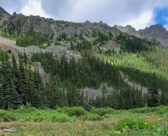 Lower Royal Meadow