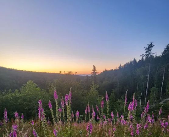 Frog Creek Meadow
