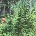 C. B. Flats Group Camp