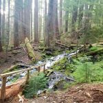 Horsehead Stock Camp