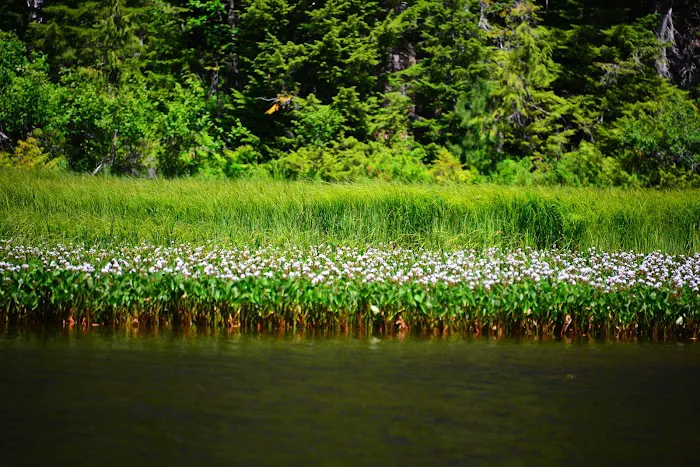 Mink Lake 1