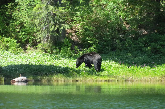 Deer Lake 4