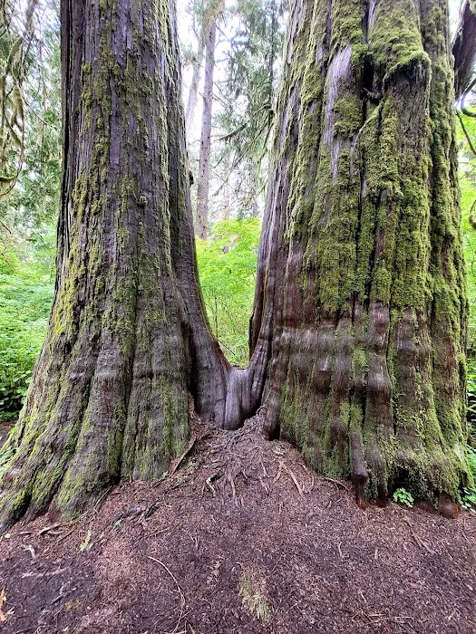 Mount Tom Creek 3