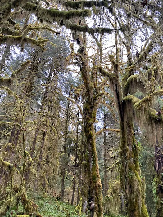 Mount Tom Creek 5