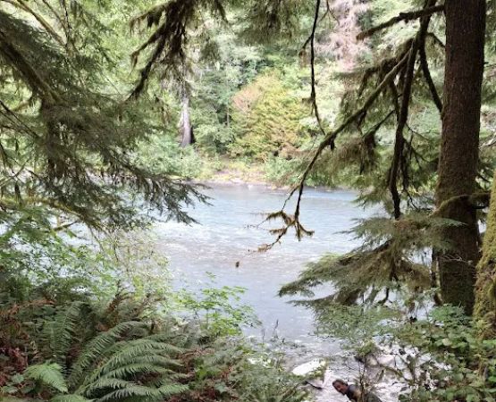 Hoh Oxbow Campground