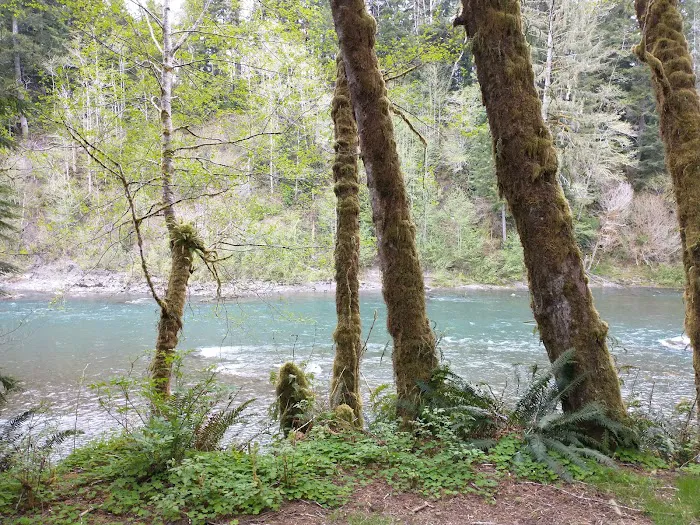 Hoh Oxbow Campground 6