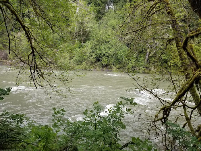 Hoh Oxbow Campground 5